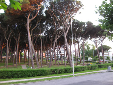 Park with cool trees
